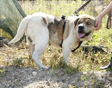 MUNTE, Hund, Mischlingshund in Blomesche Wildnis - Bild 3