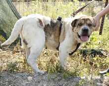 MUNTE, Hund, Mischlingshund in Blomesche Wildnis - Bild 4
