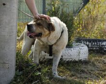 MUNTE, Hund, Mischlingshund in Blomesche Wildnis - Bild 5