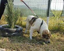 MUNTE, Hund, Mischlingshund in Blomesche Wildnis - Bild 6