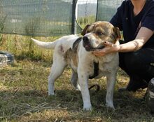 MUNTE, Hund, Mischlingshund in Blomesche Wildnis - Bild 7