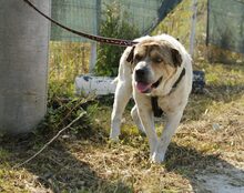 MUNTE, Hund, Mischlingshund in Blomesche Wildnis - Bild 8