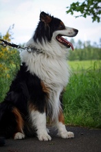 SAMMY, Hund, Australian Shepherd in Fürstenau - Bild 1