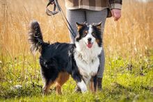 SAMMY, Hund, Australian Shepherd in Fürstenau - Bild 10