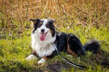 SAMMY, Hund, Australian Shepherd in Fürstenau - Bild 11