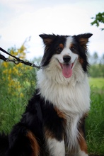 SAMMY, Hund, Australian Shepherd in Fürstenau - Bild 3