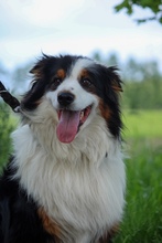 SAMMY, Hund, Australian Shepherd in Fürstenau - Bild 5