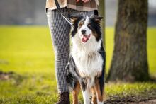 SAMMY, Hund, Australian Shepherd in Fürstenau - Bild 6