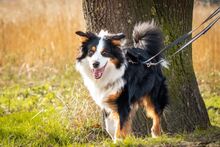 SAMMY, Hund, Australian Shepherd in Fürstenau - Bild 9