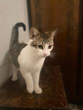 PEPE, Katze, Hauskatze in Spanien - Bild 1