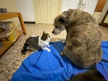 PEPE, Katze, Hauskatze in Spanien - Bild 9