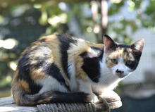 BUBKA, Katze, Hauskatze in Bulgarien - Bild 11