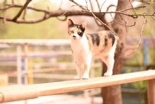 BUBKA, Katze, Hauskatze in Bulgarien - Bild 3