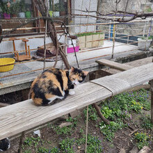 BUBKA, Katze, Hauskatze in Bulgarien - Bild 8