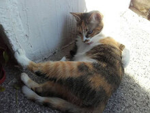RADA, Katze, Hauskatze in Bulgarien - Bild 1