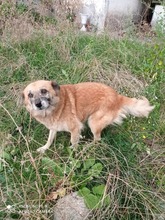 BENGI, Hund, Mischlingshund in Bulgarien - Bild 1