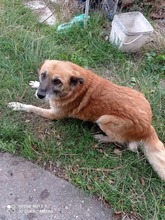 BENGI, Hund, Mischlingshund in Bulgarien - Bild 2