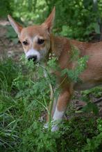SAM, Hund, Mischlingshund in Bulgarien - Bild 4
