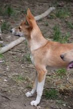 SAM, Hund, Mischlingshund in Bulgarien - Bild 5