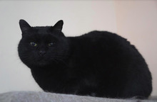 BLACKY, Katze, Europäisch Kurzhaar in Bulgarien - Bild 4