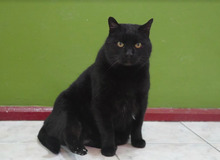 BLACKY, Katze, Europäisch Kurzhaar in Bulgarien - Bild 5