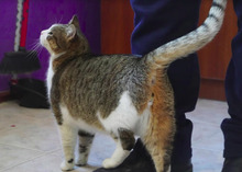 RAFFY, Katze, Europäisch Kurzhaar in Bulgarien - Bild 3