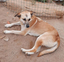 AMY, Hund, Mischlingshund in Portugal - Bild 6