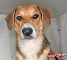 JOHNNY, Hund, Mischlingshund in Italien - Bild 1