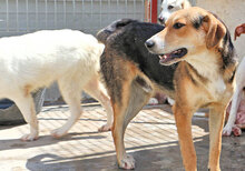 JOHNNY, Hund, Mischlingshund in Italien - Bild 13