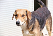 JOHNNY, Hund, Mischlingshund in Italien - Bild 15