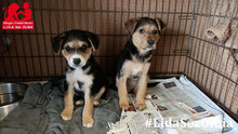JOHNNY, Hund, Mischlingshund in Italien - Bild 17