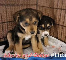 JOHNNY, Hund, Mischlingshund in Italien - Bild 19