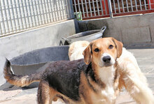 JOHNNY, Hund, Mischlingshund in Italien - Bild 2
