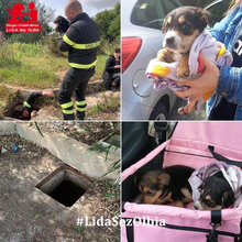 JOHNNY, Hund, Mischlingshund in Italien - Bild 21