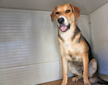 JOHNNY, Hund, Mischlingshund in Italien - Bild 3