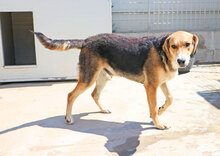 JOHNNY, Hund, Mischlingshund in Italien - Bild 5