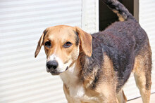 JOHNNY, Hund, Mischlingshund in Italien - Bild 6