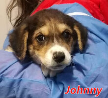 JOHNNY, Hund, Mischlingshund in Italien - Bild 7