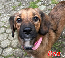 BEA, Hund, Mischlingshund in Übach-Palenberg - Bild 1