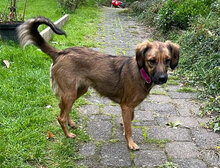 BEA, Hund, Mischlingshund in Übach-Palenberg - Bild 2