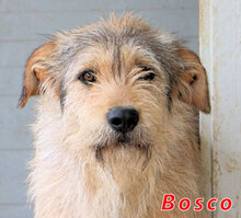 BOSCO, Hund, Mischlingshund in Italien - Bild 1