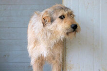 BOSCO, Hund, Mischlingshund in Italien - Bild 2