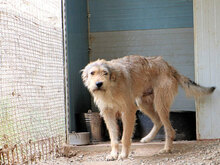BOSCO, Hund, Mischlingshund in Italien - Bild 3