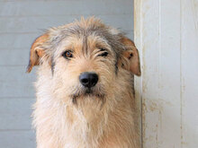 BOSCO, Hund, Mischlingshund in Italien - Bild 5