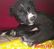 BATTISTA, Hund, Mischlingshund in Italien - Bild 10