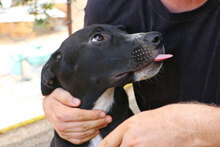 BATTISTA, Hund, Mischlingshund in Italien - Bild 11