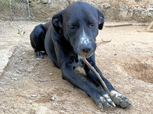 BATTISTA, Hund, Mischlingshund in Italien - Bild 2