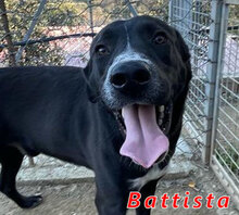 BATTISTA, Hund, Mischlingshund in Italien - Bild 5