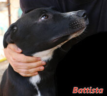 BATTISTA, Hund, Mischlingshund in Italien - Bild 9