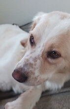 ARIELLA, Hund, Mischlingshund in Ochtendung - Bild 5